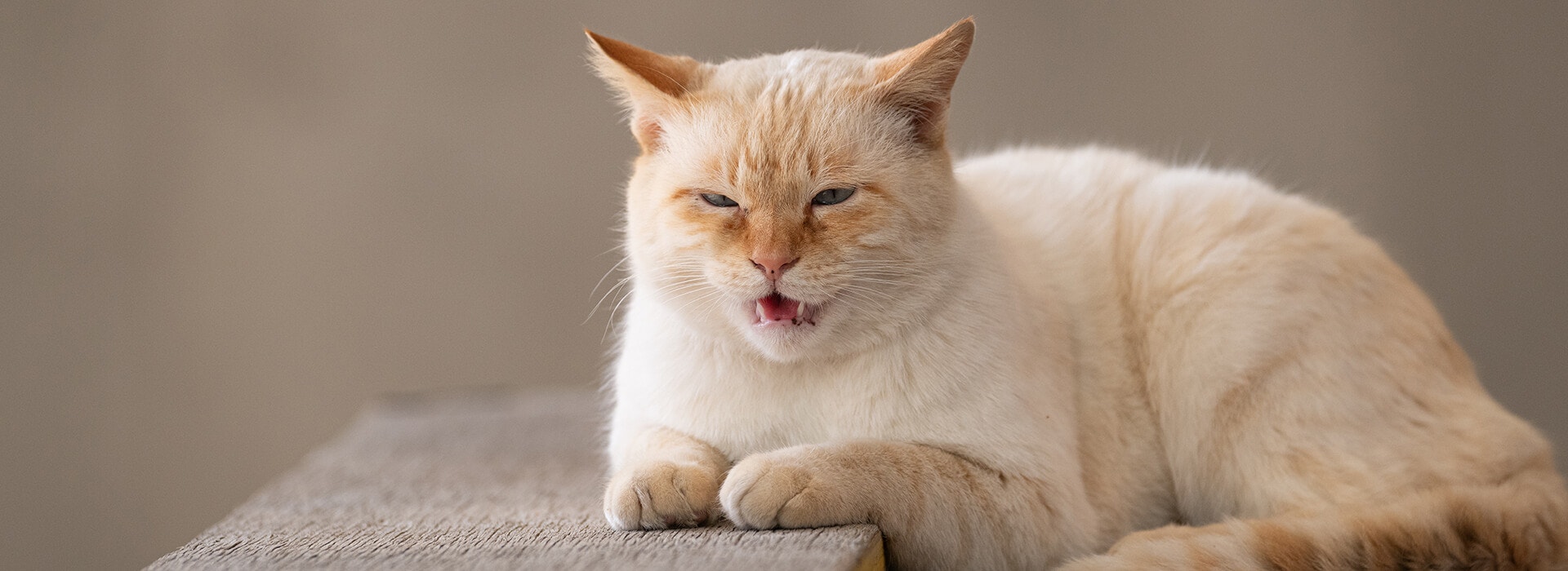 Un chat blanc miaule assis sur un banc
