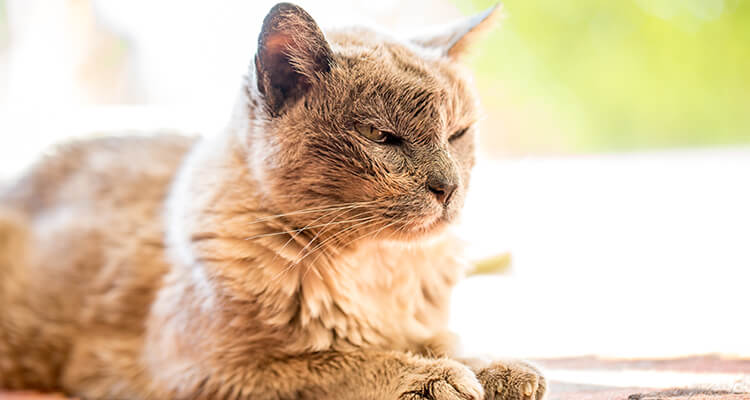 Vieux chat roux les yeux plissés