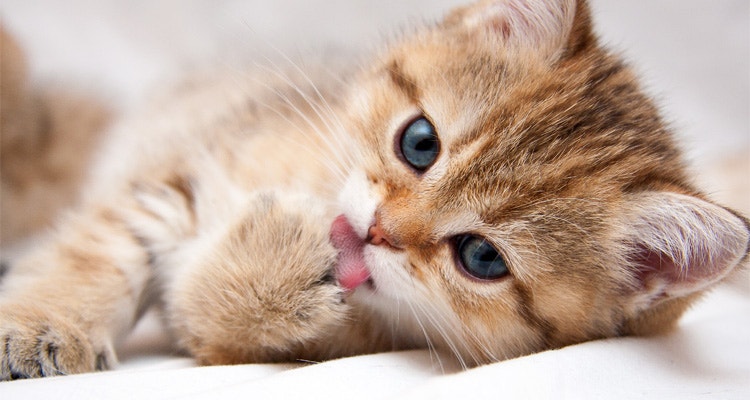 Mon chat se lèche beaucoup : causes, conséquences et solutions
