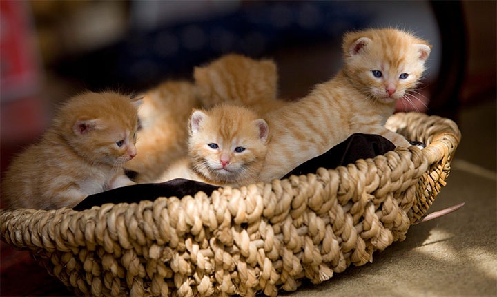 Deux chatons roux installés dans un panier