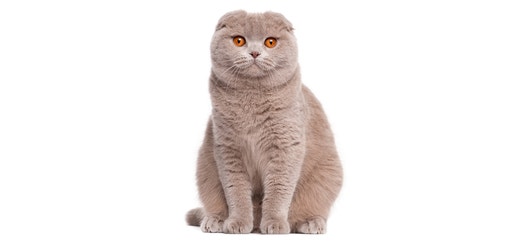 Scottish Fold.jpeg