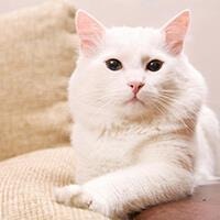 Angora Turc