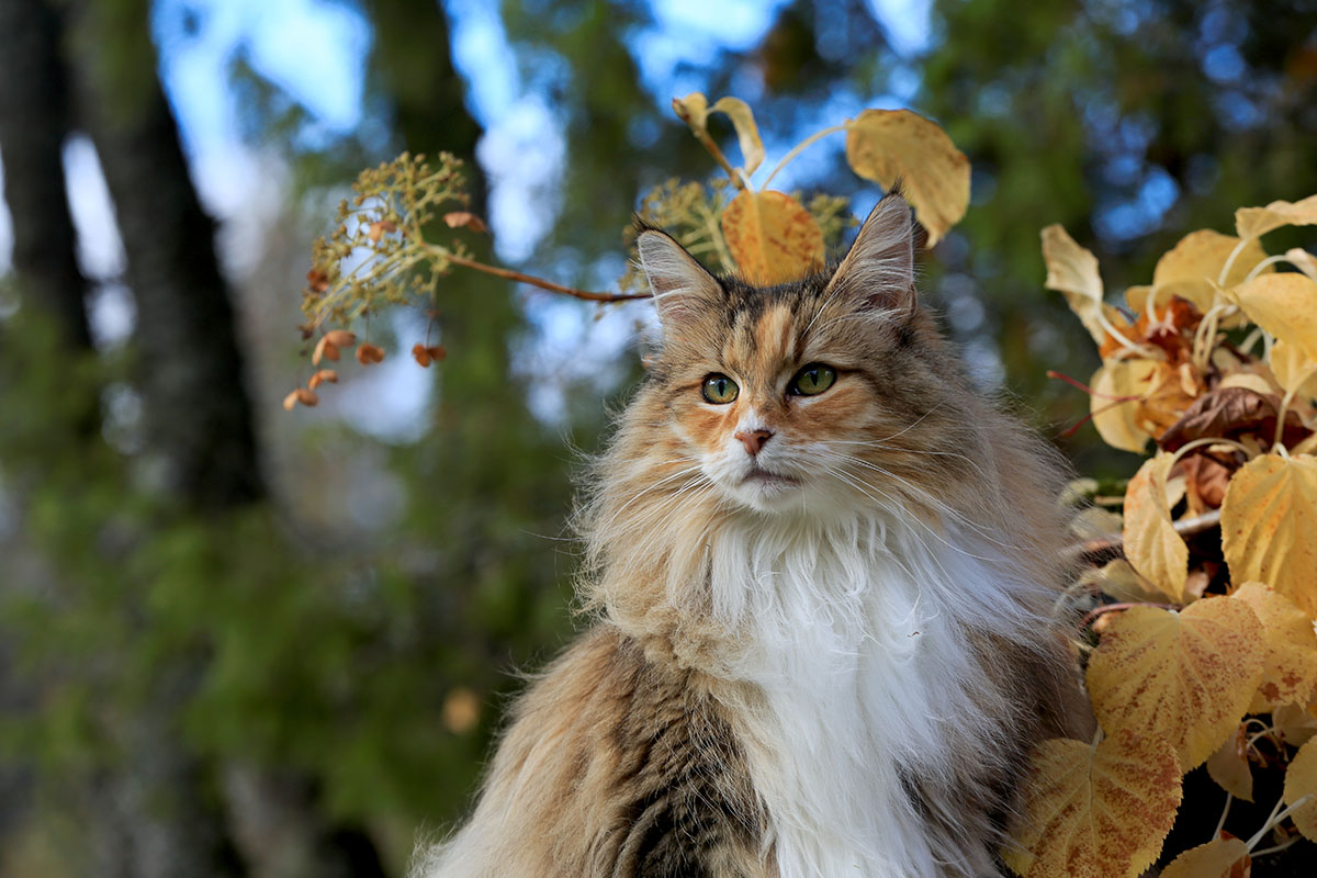 Une belle chatte de la forêt norvégienne assise dans un jardin dans la lumière automnale de l'après-midi