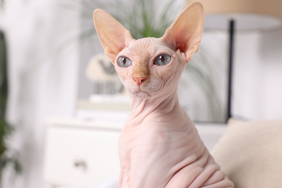 Chat Sphynx aux yeux bleus