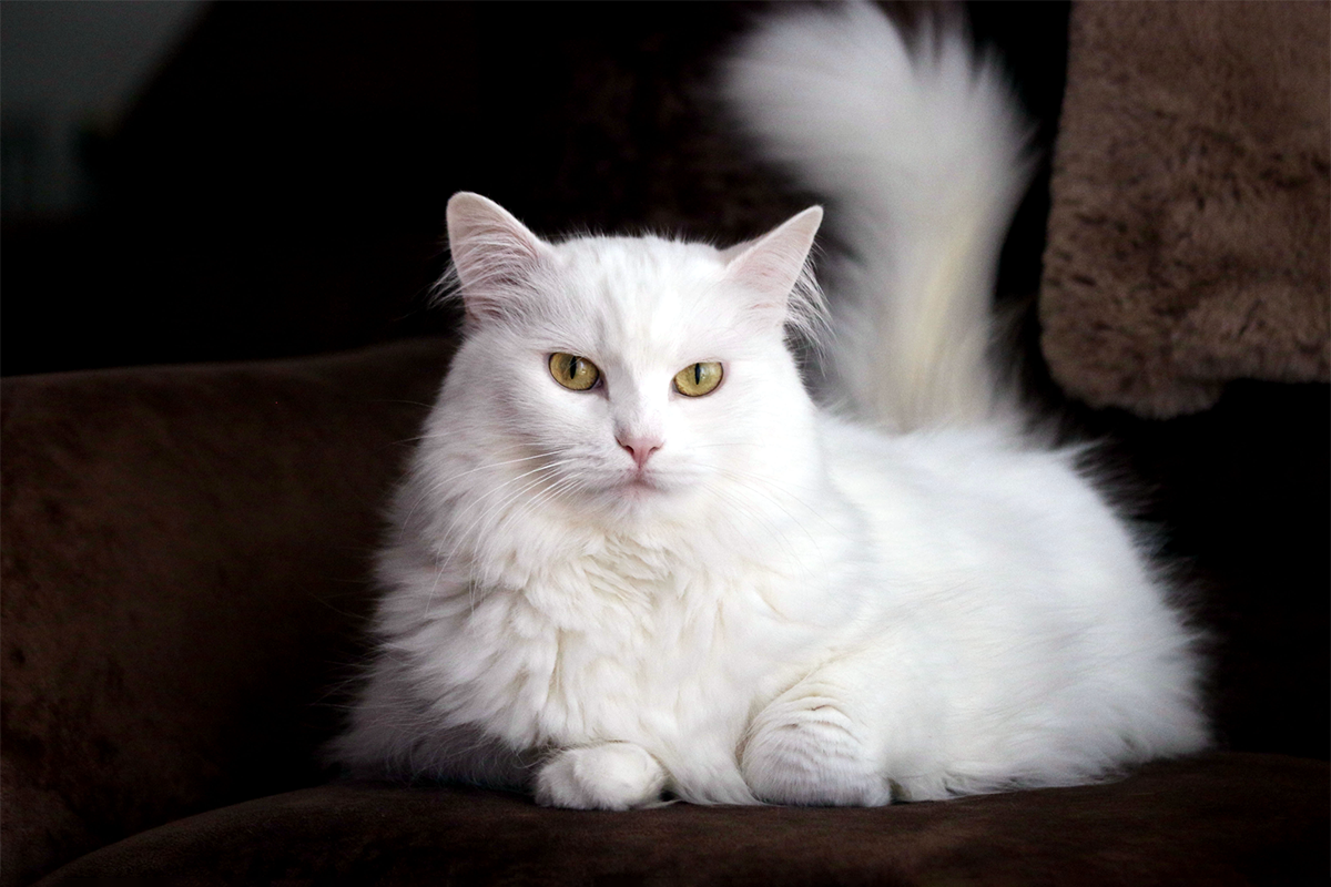 Chat turc angora aux yeux bleus